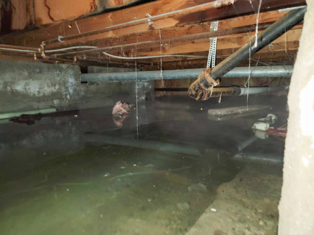Best Water damage contractors near me  in Tazewell, TN