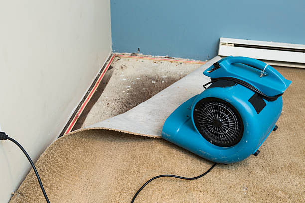 Best Water damage cleanup near me  in Tazewell, TN